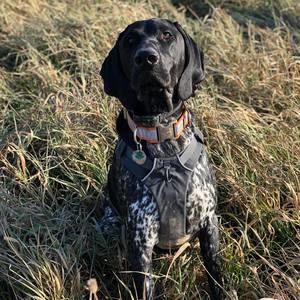 Meet your Posher, Henry